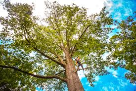How Our Tree Care Process Works  in  Maytown, PA