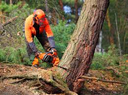 Best Utility Line Clearance  in Maytown, PA